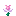 Pink Daffodil