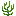 Pewen Sapling