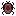 Brown Scarab