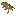 Locust Larvae
