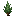 Cypress Sapling