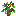 Flowering Oak Sapling