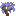 Jacaranda Sapling