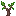 Mahogany Sapling