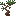 Pine Sapling