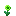 Agricarnation Petite
