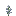 Clayconia Petite