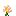Rannuncarpus Petite