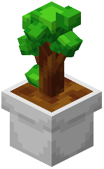 Bonsai Plant