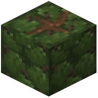 Avocado Bundle