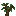 Avocado Sapling