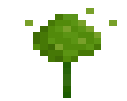 Lime Carnation