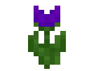 Purple Tulip