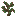 Rowan Sapling
