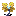 Aureate Flower