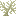 Lophelia Coral