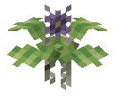 Water Hyacinth