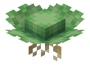 Water Lettuce