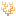 Zigzag Coral