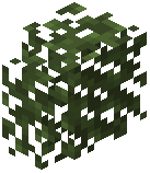 Birch Hedge