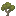 Ghaf Sapling