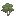 Olive Sapling