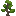 Sugi Sapling