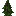 blackwood_shrub