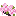 cherry_shrub