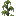 cypress_shrub