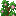 flowering_shrub