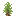 joshua_shrub