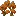 orange_maple_shrub
