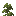 pine_shrub