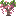 Salmon Wisteria Sapling