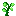 Greenheart Sapling
