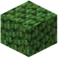 hedge