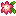 Gracidea