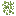 duckweed
