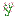 flowering_rush
